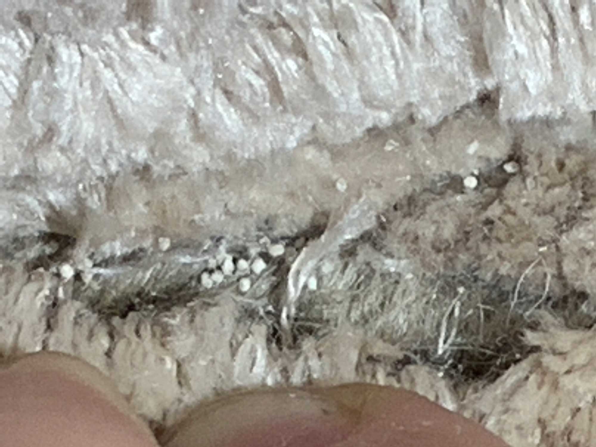 New-Dimension-Cleaning-Moth-Master-Program-(8)