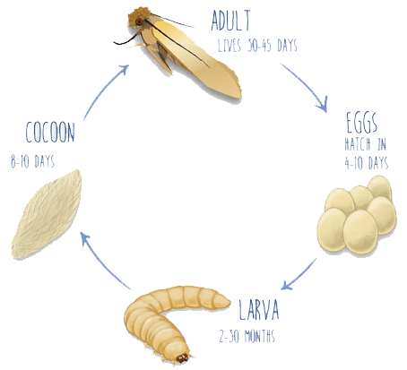 Moth_diagram_4stage